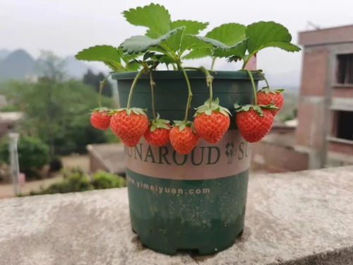 甜宝草莓的管理方法,草莓养殖方法和注意事项盆栽