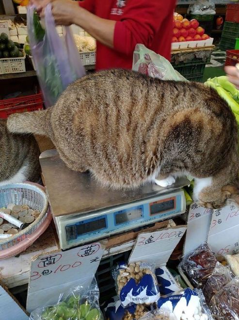 本来只是去菜市场买菜,但没想到猫猫实在太诱人了啊...