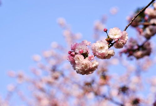 射手座双子座爱情里习惯受虐,天秤座何尝不是,越不爱他们偏越爱