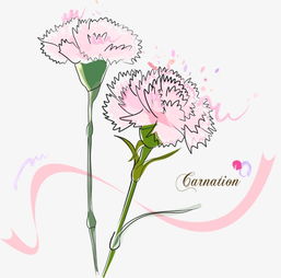 康乃馨怎么画,康乃馨是母亲节和父亲节的象征，也是人们表达爱意的常见花卉 - 醉梦生活网