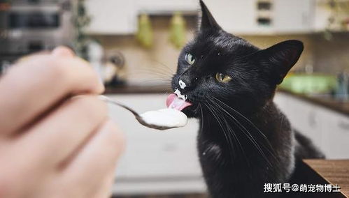 猫到底能不能喝牛奶 这回总算真相大白了