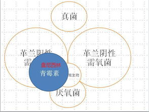 浅谈青霉素类药物的前世今生,你知道这类药物的用途吗 