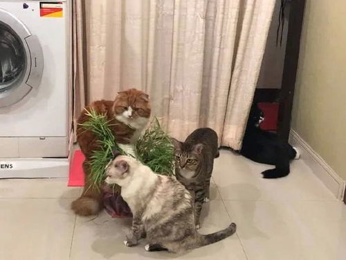 自从家里种了盆栽后,猫咪就集体 疯 了 每天都要吃几口