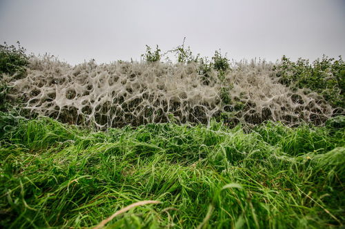 英国南部遭千万毛毛虫入侵 白网笼罩灌木丛 