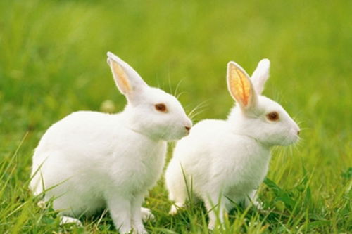 福州宠物医院 哪家宠物给兔子做绝育性价比高又安全
