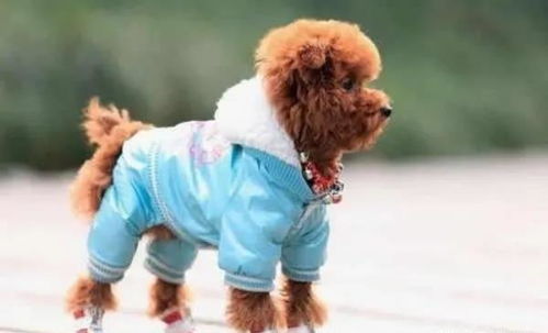 哪些狗狗不适合穿衣服 给狗狗穿衣服的注意事项