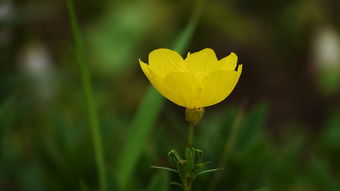 芙蓉花开，诗意绽放，芙蓉之类的词语有哪些