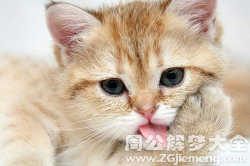 梦见猫缠着我不放是什么意思 梦到猫缠着我不放好不好 大鱼解梦网 