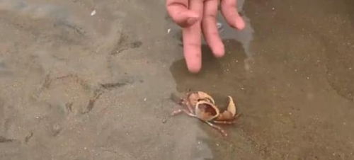 海边抓的小螃蟹怎么养活