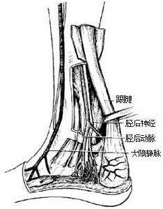 什么是跟腱,跟腱伤了怎么调理？-第2张图片