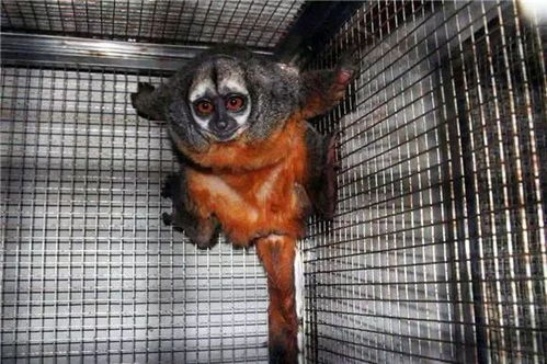 场馆动态 国内少见 上海动物园从遥远的秘鲁引进了6只 丑萌丑萌 的秘鲁夜猴