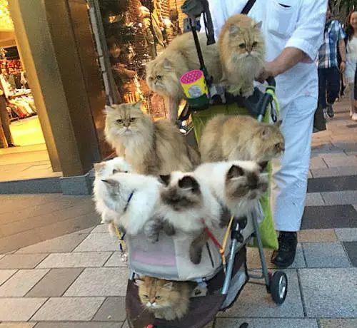 猫奴中的王者 日本一大叔退休后每天婴儿车遛10只猫