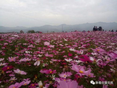 云梦格桑花儿开