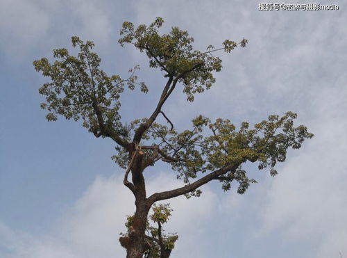 广东求姻缘最灵验寺庙,有着1700多年的历史,门票也超便宜