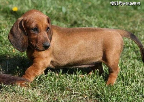 腊肠犬毛色丰富,可谓色彩斑斓,你最喜欢哪种毛色的腊肠犬