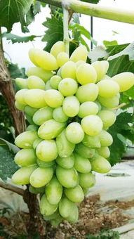 今年高温少雨 扬州水果甜蜜蜜 中晚熟的桃和葡萄近年来最好吃 