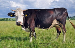 英美尔牛饲料厂教你如何防止牛猝死症
