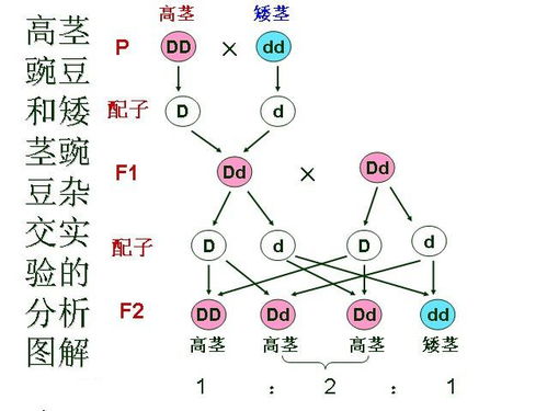 人类遗传规律(人类遗传规律遵循父系遗传吗)