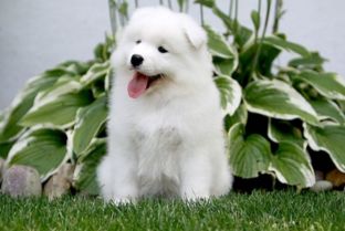 十大世界最可爱的狗排名 博美犬第一,萨摩耶上榜