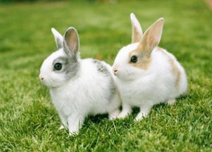 描写小兔子外形和生活习性的文章 