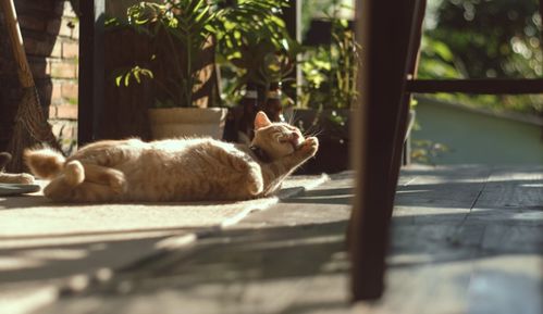 我在淘宝买了一个猫咪玩偶,给我得癌的朋友