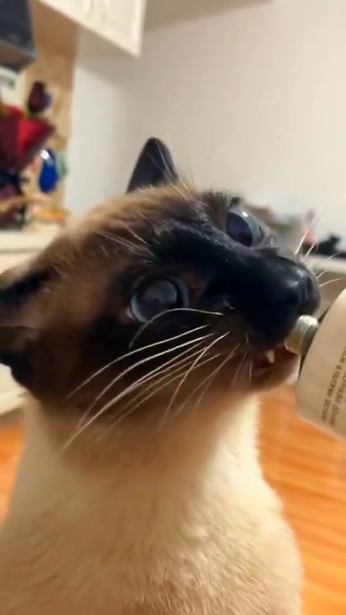 猫吃营养膏好吗(猫吃营养膏有用吗)