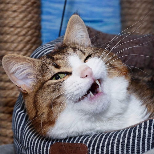 猫咪为什么呕吐 常见几种猫咪呕吐的原因 