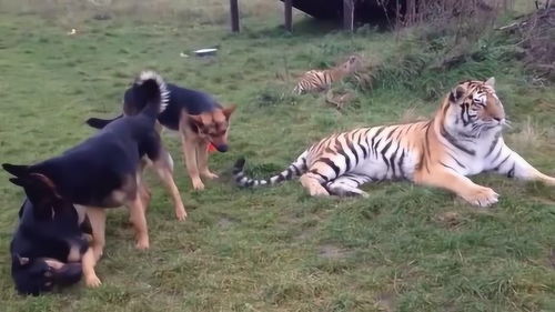 小老虎和狗狗一起玩耍 
