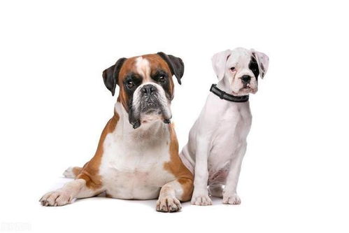 想知道你家狗狗的真实年龄 揭秘大型犬与小型犬年龄计算差异