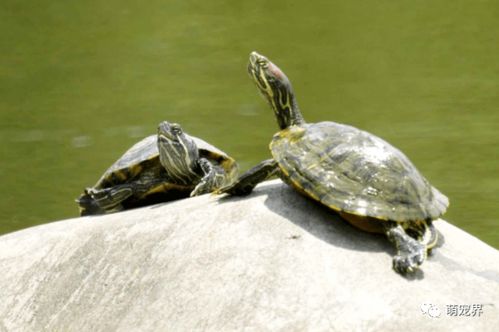 养小乌龟当宠物的注意事项,学会这5点可让它 长命百岁