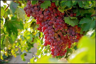 新疆葡萄品种大全