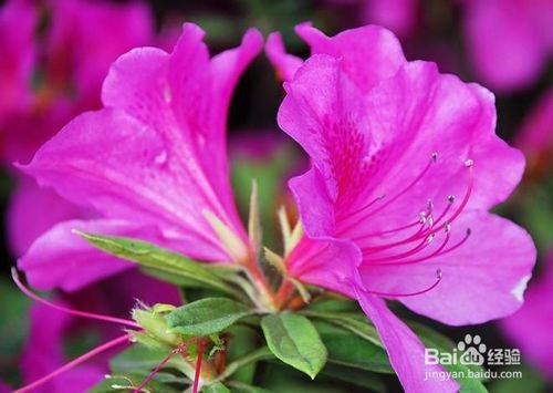 芙蓉花叶子黄了怎么办视频,关于芙