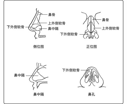 山根是哪个部位