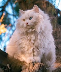 世界上最不怕冷的6种猫,雪地里都能撒欢儿,居然还有一只短毛猫