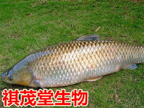 2斤3斤草鱼一般多长 2斤的鱼大概多长