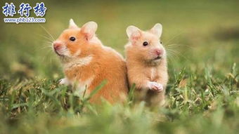 适合家养的十种小型宠物,刺猬 豚鼠你更喜欢哪一个