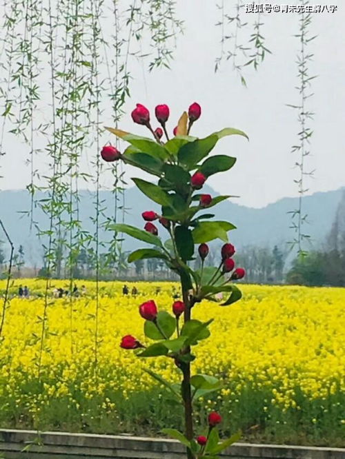 渊海子平之飞天禄马格