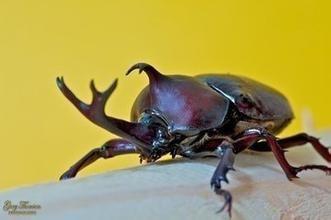 独角犀牛甲虫是国家保护动物吗 