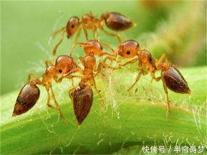 灭蚂蚁防治哪家好,专业防治蚂蚁怎么收费