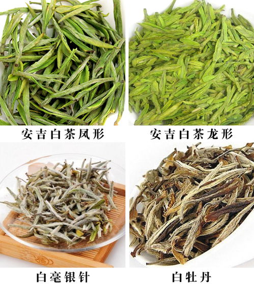 安吉白茶网是安吉白茶原产地官方网站,为宣传原产地的安吉白茶品牌 安吉白茶价格,服务茶农茶企 