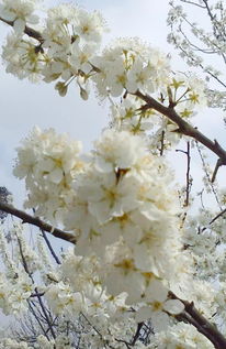 樱桃长在樱花树上吗,樱桃与樱花：一场春日的盛宴，你了解多少？