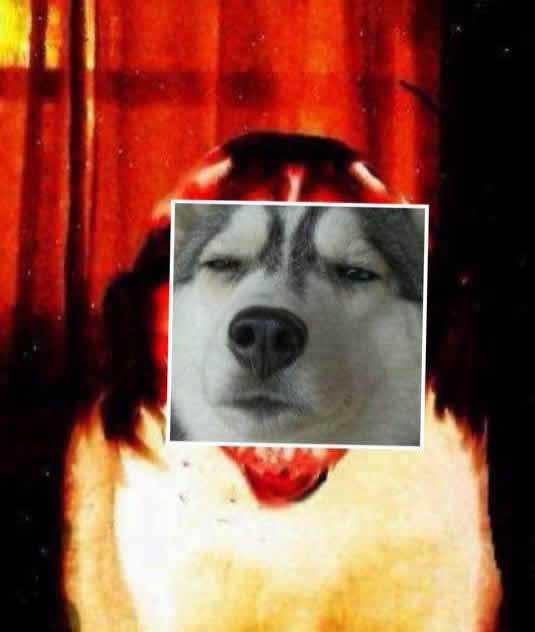 微笑狗事件 恐怖,微笑犬事件:网络上最恐怖的图片。