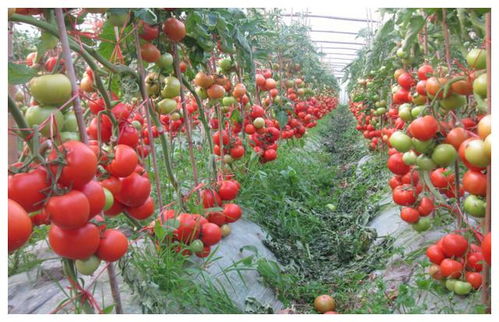 番茄苗期浇水管理技术,番茄苗期