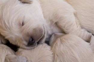 幼犬喝羊奶粉要喝到多久合适,小狗真的有必要吃羊奶粉吗