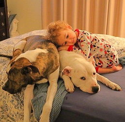 为了报恩,三岁小女孩亲自照顾两只狗狗朋友 