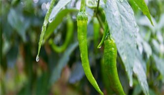 辣椒的种植方法和时间