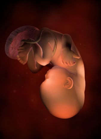怀孕53天真实胎儿图图片