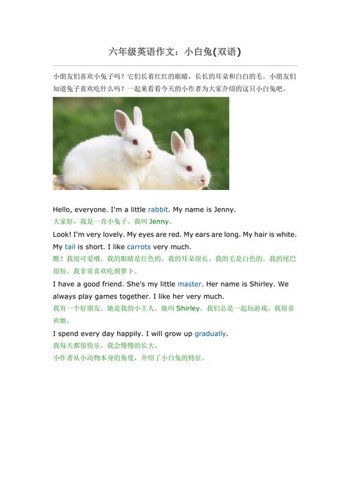 六年级英语作文 小白兔 双语
