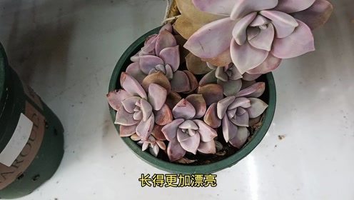 紫乐光杆子怎样可以爆侧芽,介绍紫