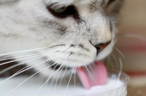 关于猫咪喝奶粉需要注意的地方,你都知道吗
